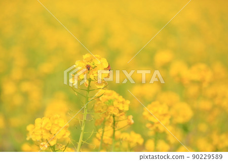Rape blossoms 90229589