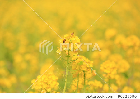 強姦開花 90229590