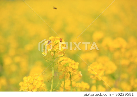 強姦開花 強姦開花 90229591