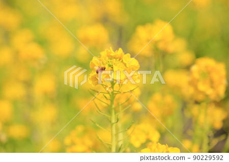 強姦開花 90229592