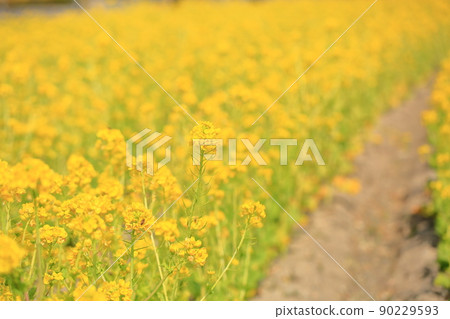 強姦開花 強姦開花 90229593