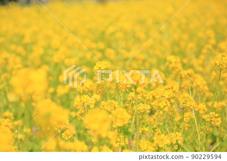 強姦開花 強姦開花 90229594