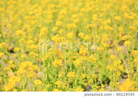 強姦開花 強姦開花 90229595