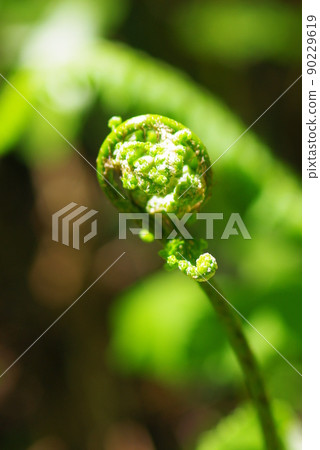 Why is it lush and fresh? Why is it lush and fresh? 90229619