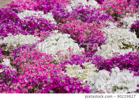 一邊Shibazakura 90229827