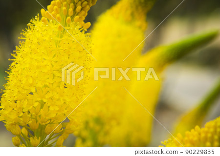 Bourbonella flowers 90229835