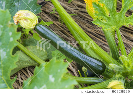Cultivation of zucchini 90229939