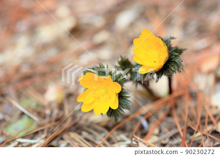 福庫格的花 福庫格的花 90230272