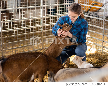 Young female farm worker petting baby goats in stall 90230281