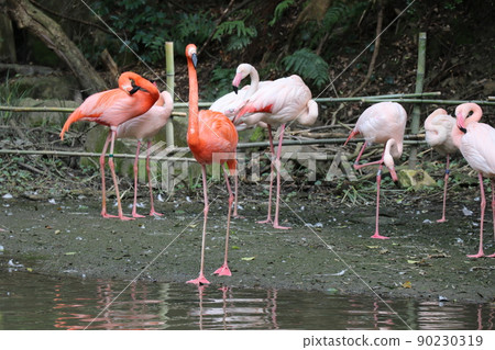 Rest of flamingos 90230319