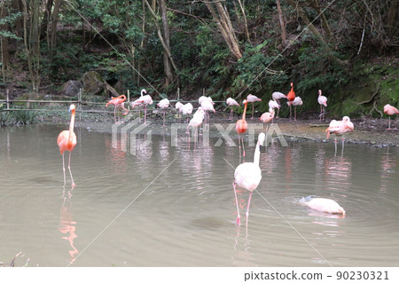 Rest of flamingos 90230321