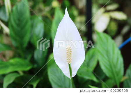 Spasiphyllum with white Buddhist bracts Spasiphyllum with white Buddhist bracts 90230406