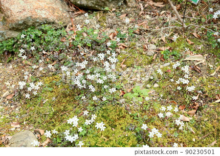 Flowers of Baikaouren 90230501