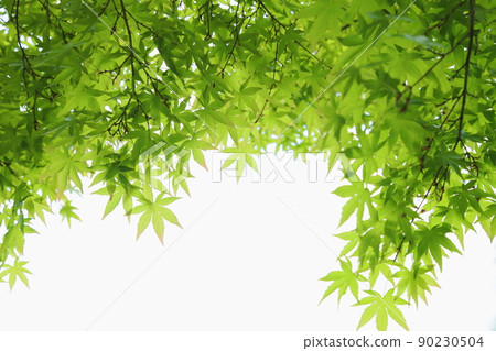 Maple fresh green [white background] [sky background] 90230504