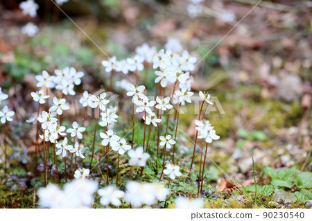 百草仁的花朵 90230540