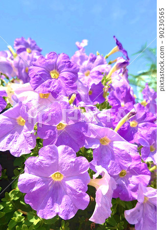 Cute lilac petunia 90230565