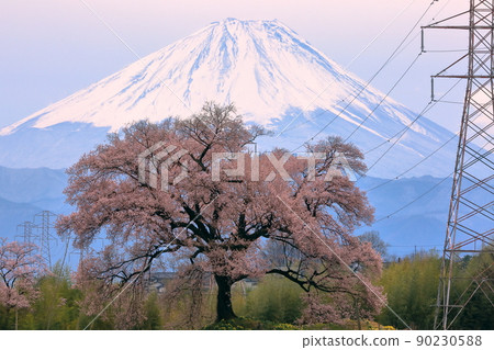 Kamiyamamachi, Nirasaki City, Yamanashi Prefecture Sakura Wanitsuka and Mt. Fuji with snow in the background Kamiyamamachi, Nirasaki City, Yamanashi Prefecture Sakura Wanitsuka and Mt. Fuji with snow in the background 90230588