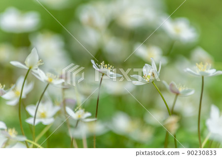 Kamikochi in early summer Kamikochi in early summer 90230833