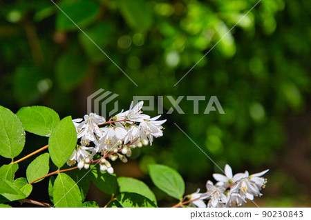 福井綠色中心春天 90230843