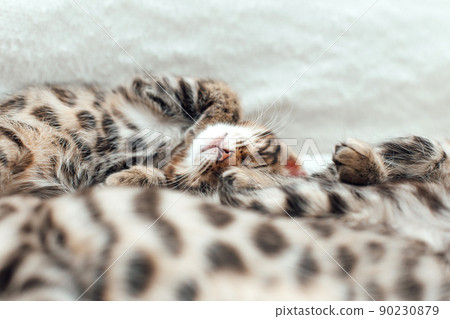 Little bengal kitten on the white fury blanket 90230879
