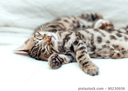 Little bengal kitten on the white fury blanket 90230936