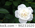 White rose in full bloom 90231020