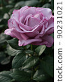 Rose in full bloom 90231021