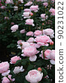 Many pink roses in full bloom 90231022