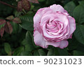 A single pink rose flower in full bloom 90231023