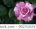 A single pink rose flower in full bloom 90231024