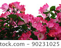 Many pink roses in full bloom 90231025