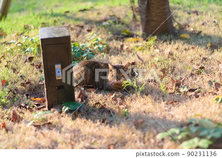 A cat resting curled up on the grass in the evening A cat resting curled up on the grass in the evening 90231136