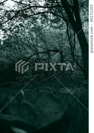 In the dense forest In the dense forest 90231203