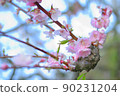 Plum blossom  90231204