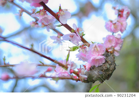 Plum blossom  90231204