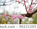 Plum blossom  90231205