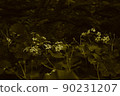 Wildflower 90231207