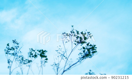 Winter plants blue blue sky Winter plants blue blue sky 90231215