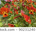 Red pansies growing in the garden 90231240