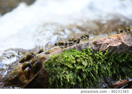 Kawana that feeds on fireflies 90231365