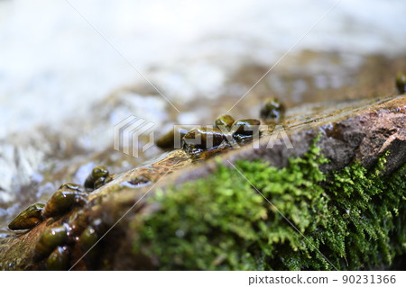 Kawana that feeds on fireflies Kawana that feeds on fireflies 90231366