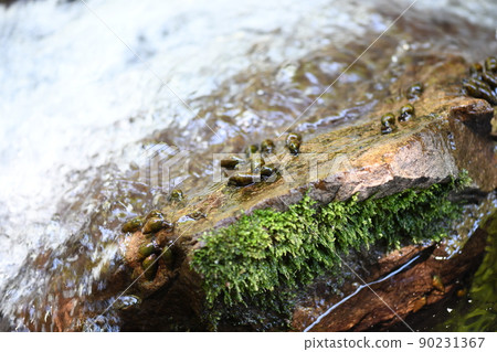 Kawana that feeds on fireflies 90231367