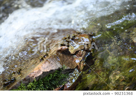 Kawana that feeds on fireflies 90231368