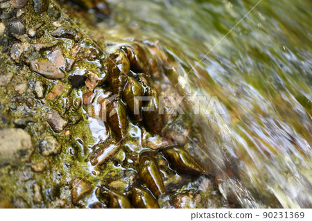 Kawana that feeds on fireflies 90231369