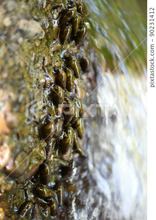 Kawana that feeds on fireflies 90231412