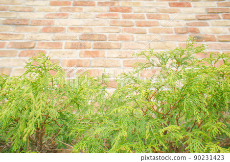 Green and brick walls of plants 90231423