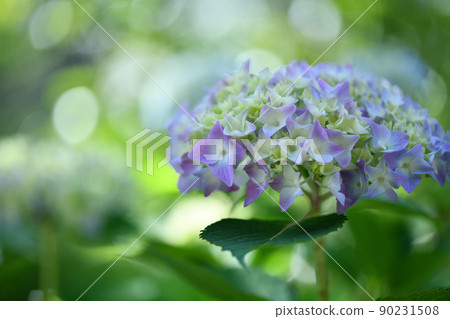 繡球花(繡球花) 繡球花(繡球花) 90231508