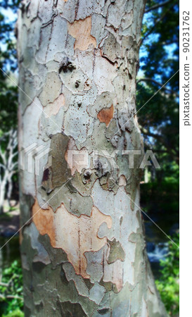 Unique bark 90231762