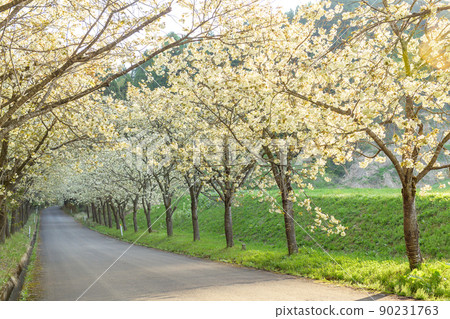 A row of yellow cherry blossom trees shining in the sunrise, Akita Prefecture A row of yellow cherry blossom trees shining in the sunrise, Akita Prefecture 90231763