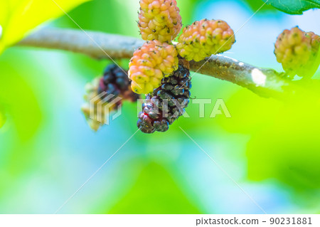 桑果 桑果 90231881